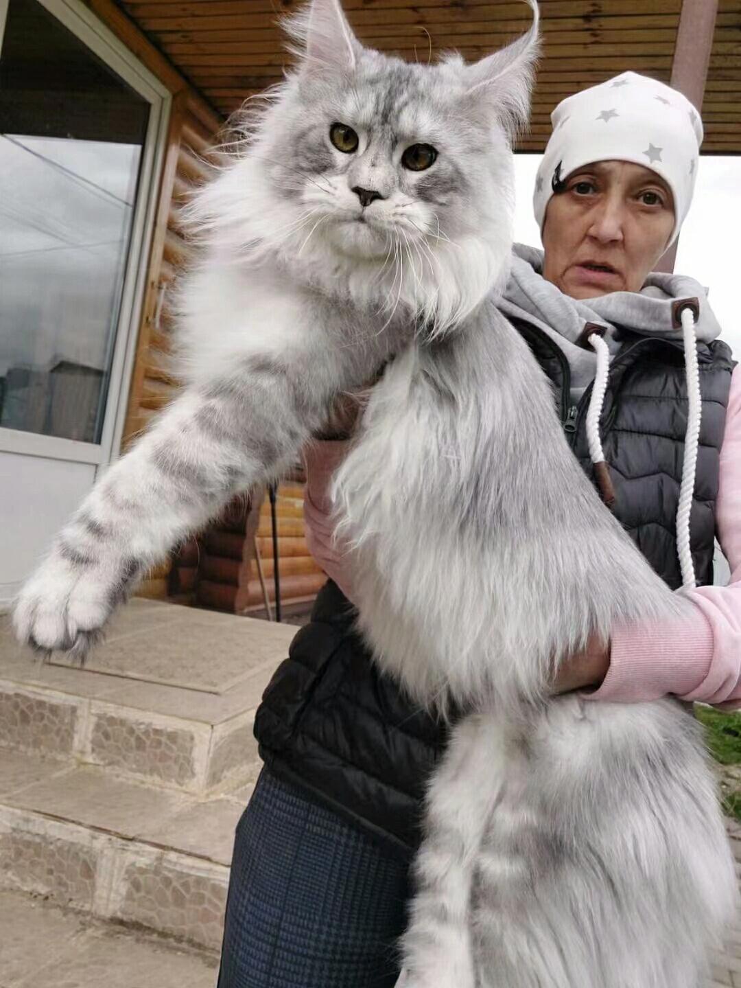 5个月,如果你想选择俄罗斯纯种巨型缅因猫一定要找我哦
