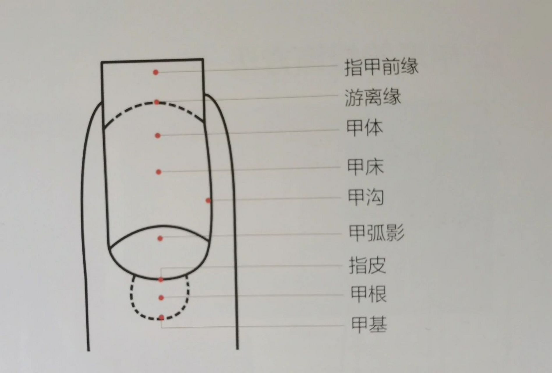 初学者对指甲的结构与认识 指甲的组成 指甲主要由3大部分组成:指甲尖