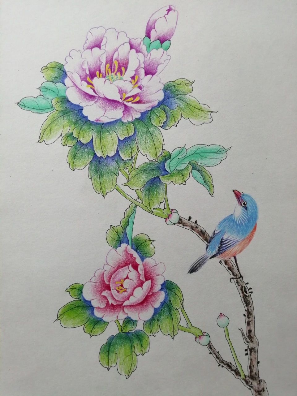 国色天香 彩铅花鸟手绘过程 马可彩铅8开鸣画林素描纸 1根据构图法则