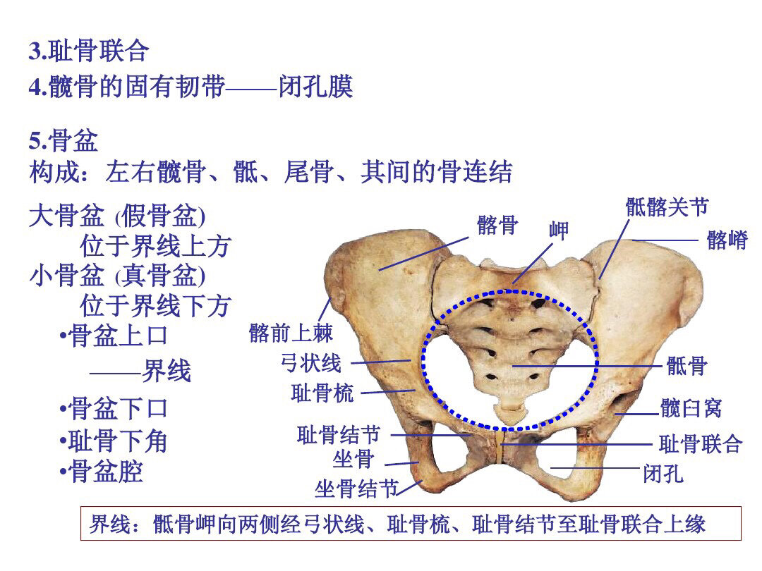 93骨盆被斜行的界线:后方起于骶骨岬,经髂骨弓状线