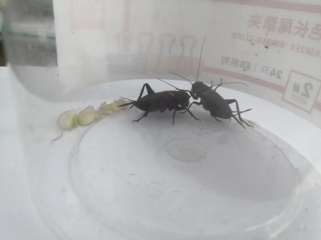 偶遇野生双斑蟋蟀,恩爱的很,但是爱吃梨