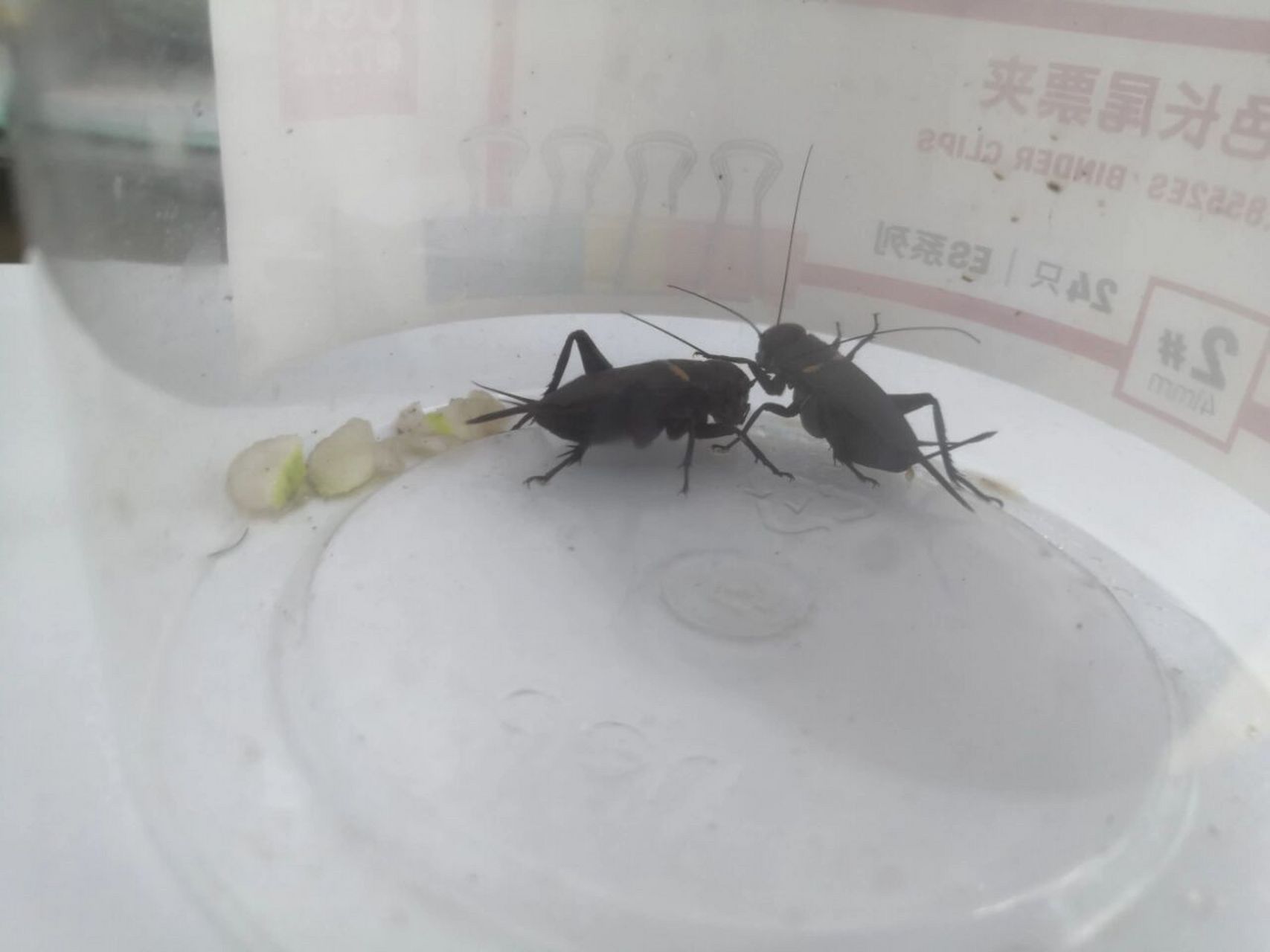 偶遇野生双斑蟋蟀,恩爱的很,但是爱吃梨