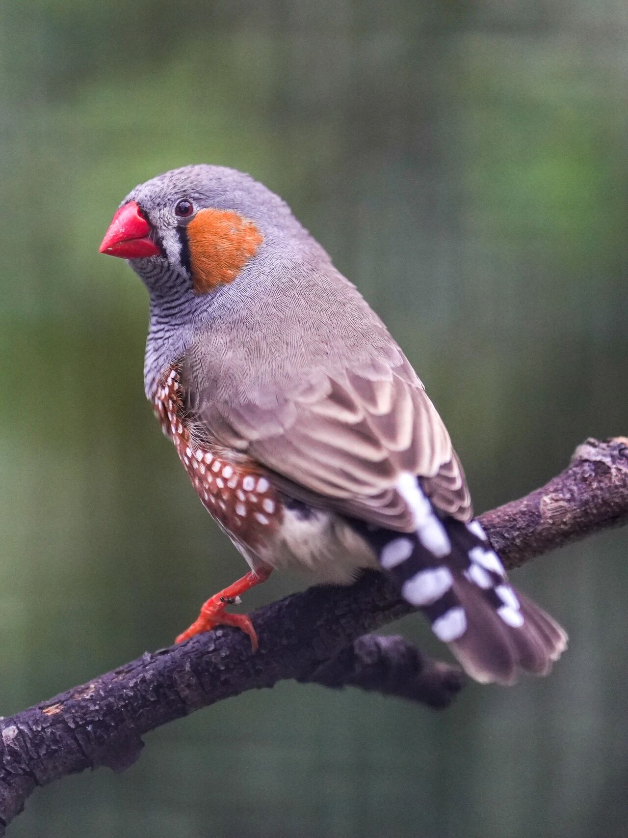 鸟类图鉴 | 斑胸草雀 珍珠鸟学名叫斑胸草雀,别名也叫锦花鸟,锦华鸟