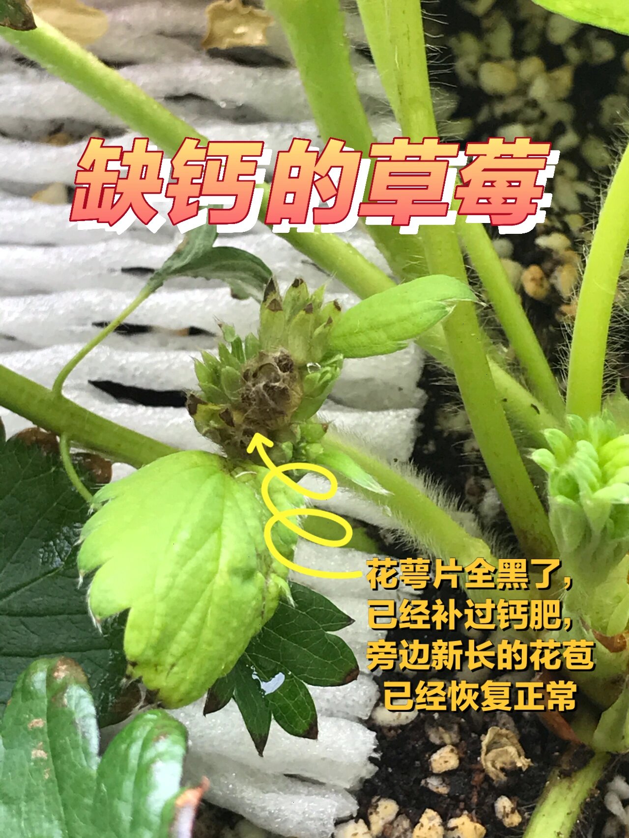 我的草莓缺钙了 补钙中