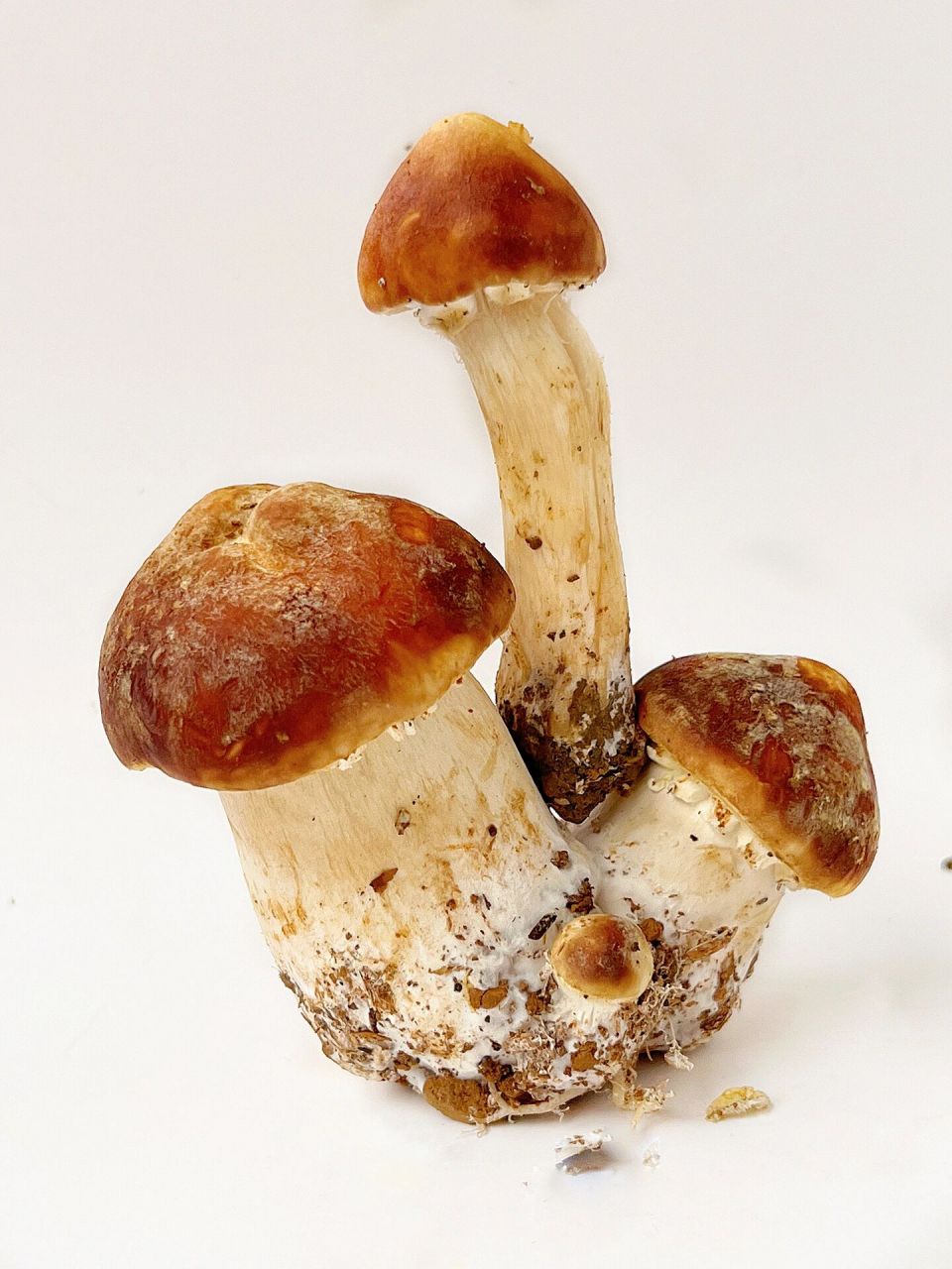 绘画素材//蘑菇:松茸菌