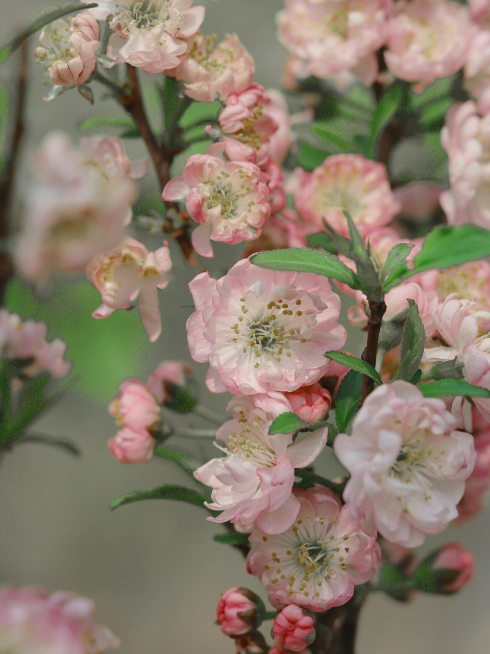 麦李有一定的耐寒性,适应性强,喜光,较耐寒! 耐旱也较耐水湿!