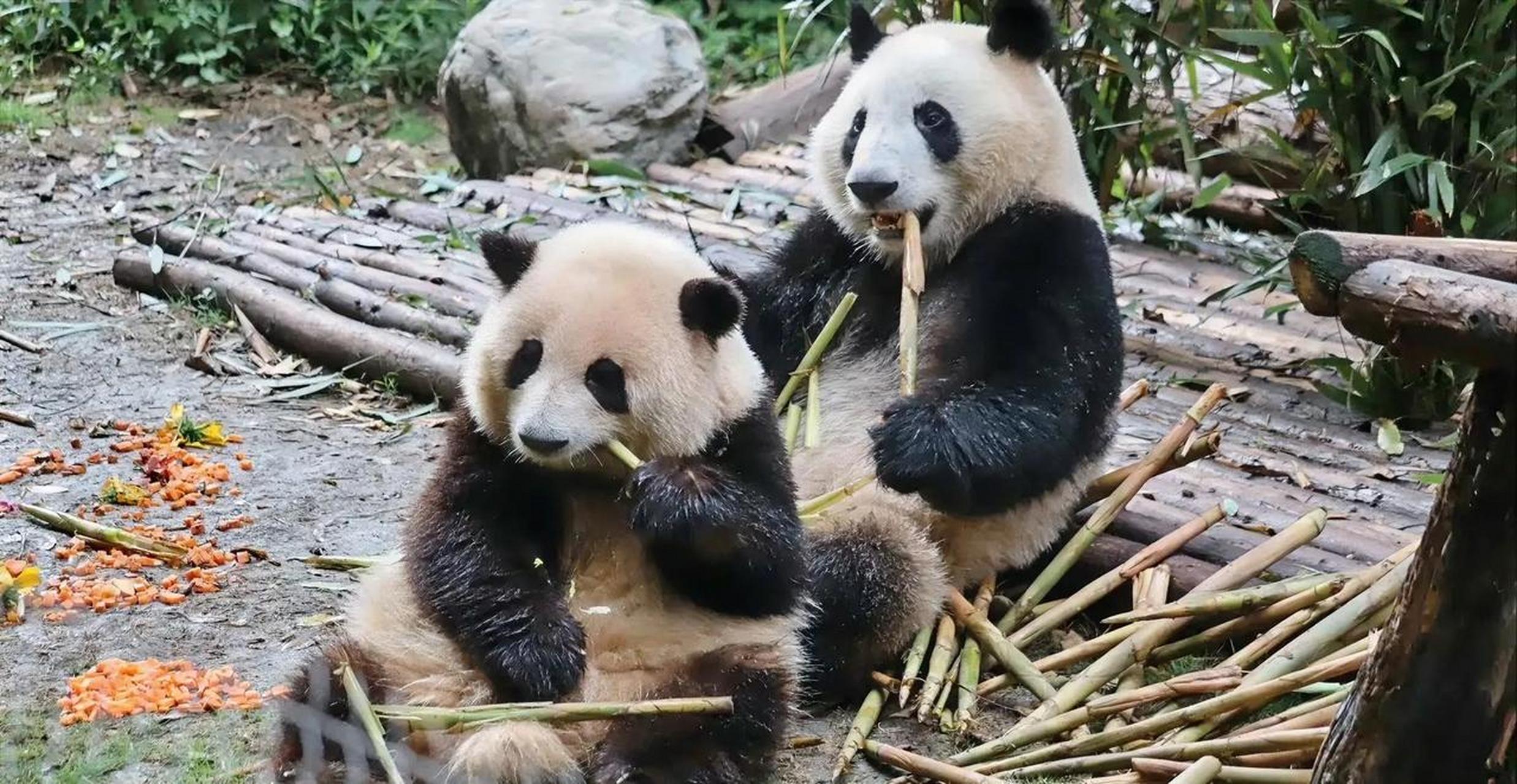 大熊猫和花和和叶是双胞胎姐弟.