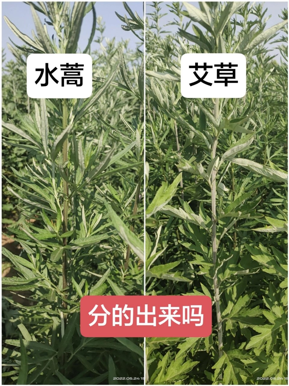 有艾的地方就有蒿75151秒区分艾和蒿 艾蒿共生,有艾草的地方就有