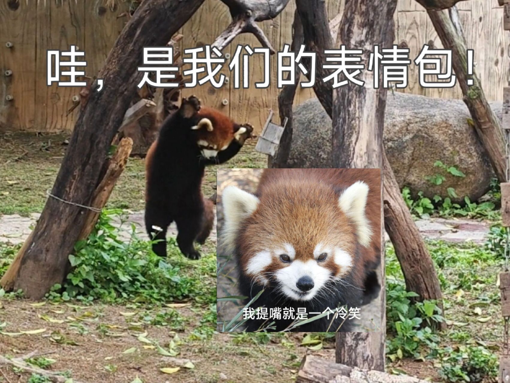 上了一套小熊猫表情包 搞了三套,终于上架成功了一套,真是太感人了