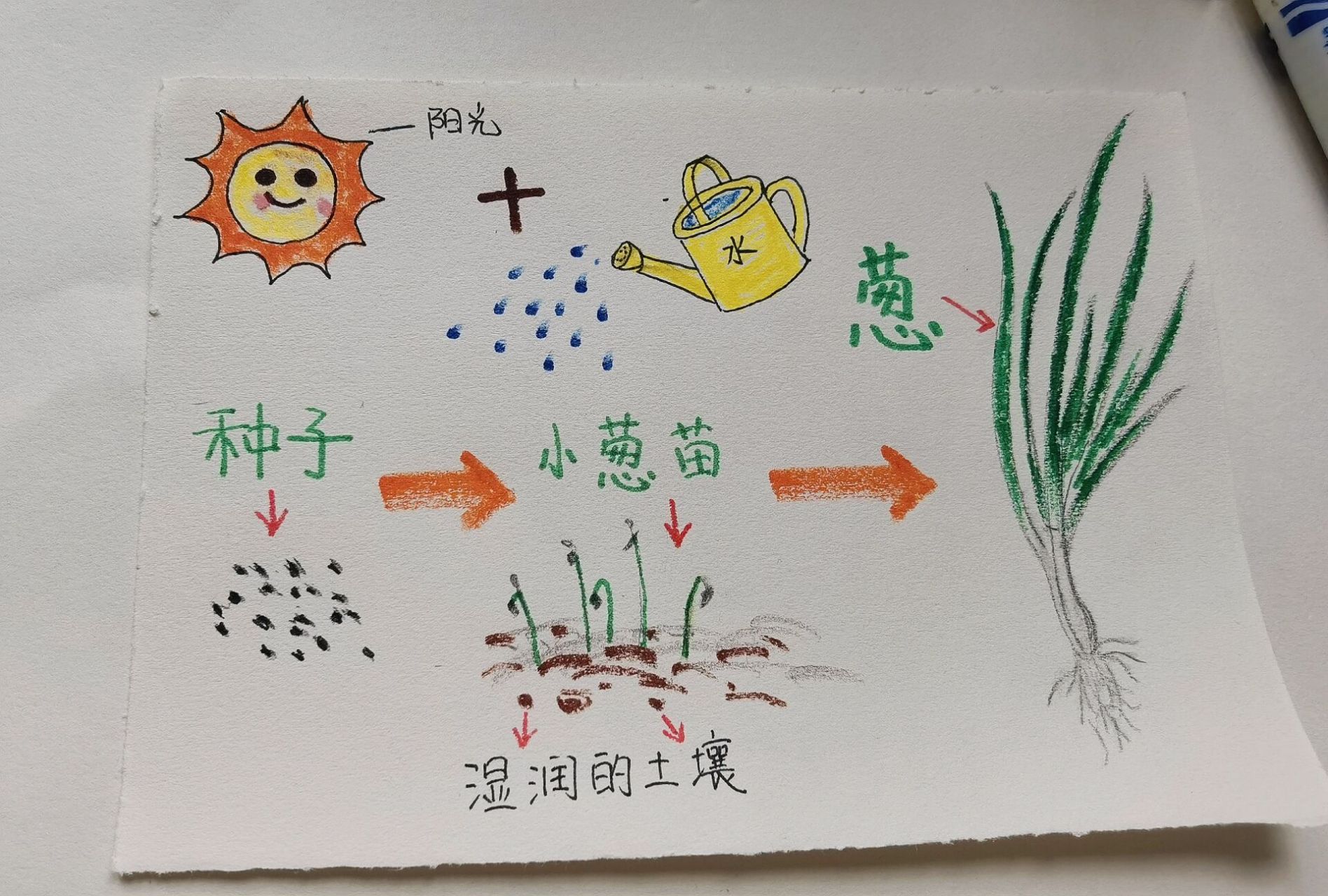 葱的生长记录 种子的生长过程 种子需要什么?