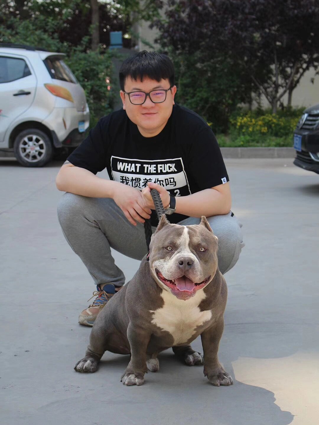 标体恶霸犬图片图片