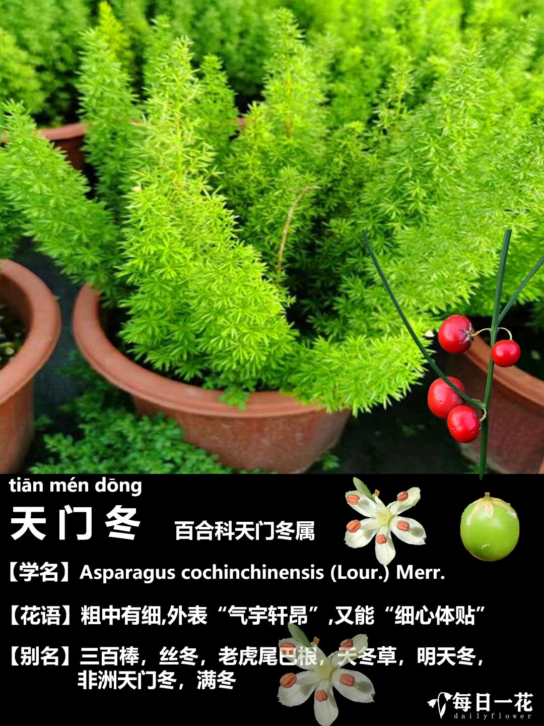 【识花】天门冬(百合科天门冬属):粗中有细 97花语:粗中有细,外表"