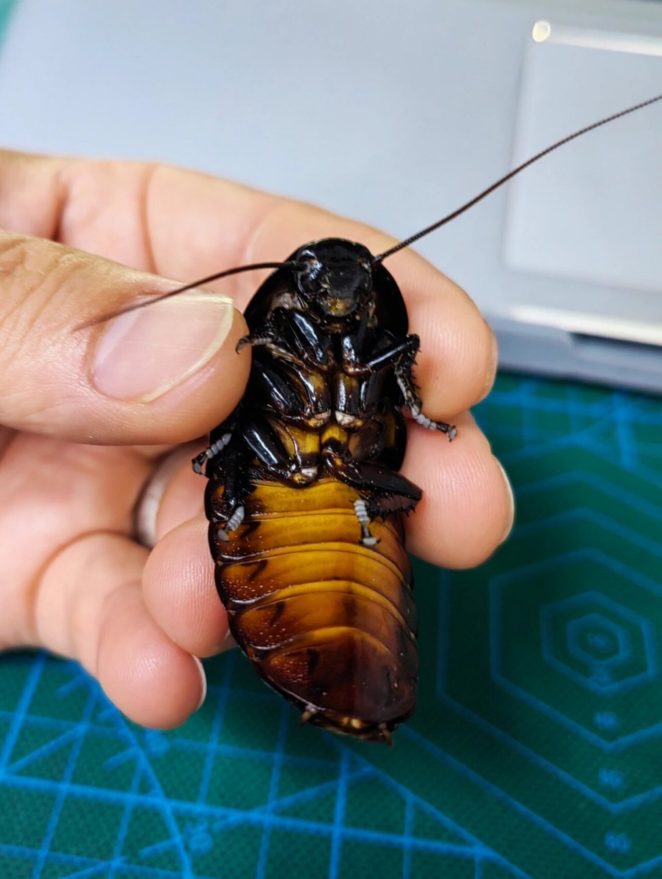 养昆虫的男人|我养了1年半的马岛蟑螂 2020年11月购入10只马岛蟑螂 到