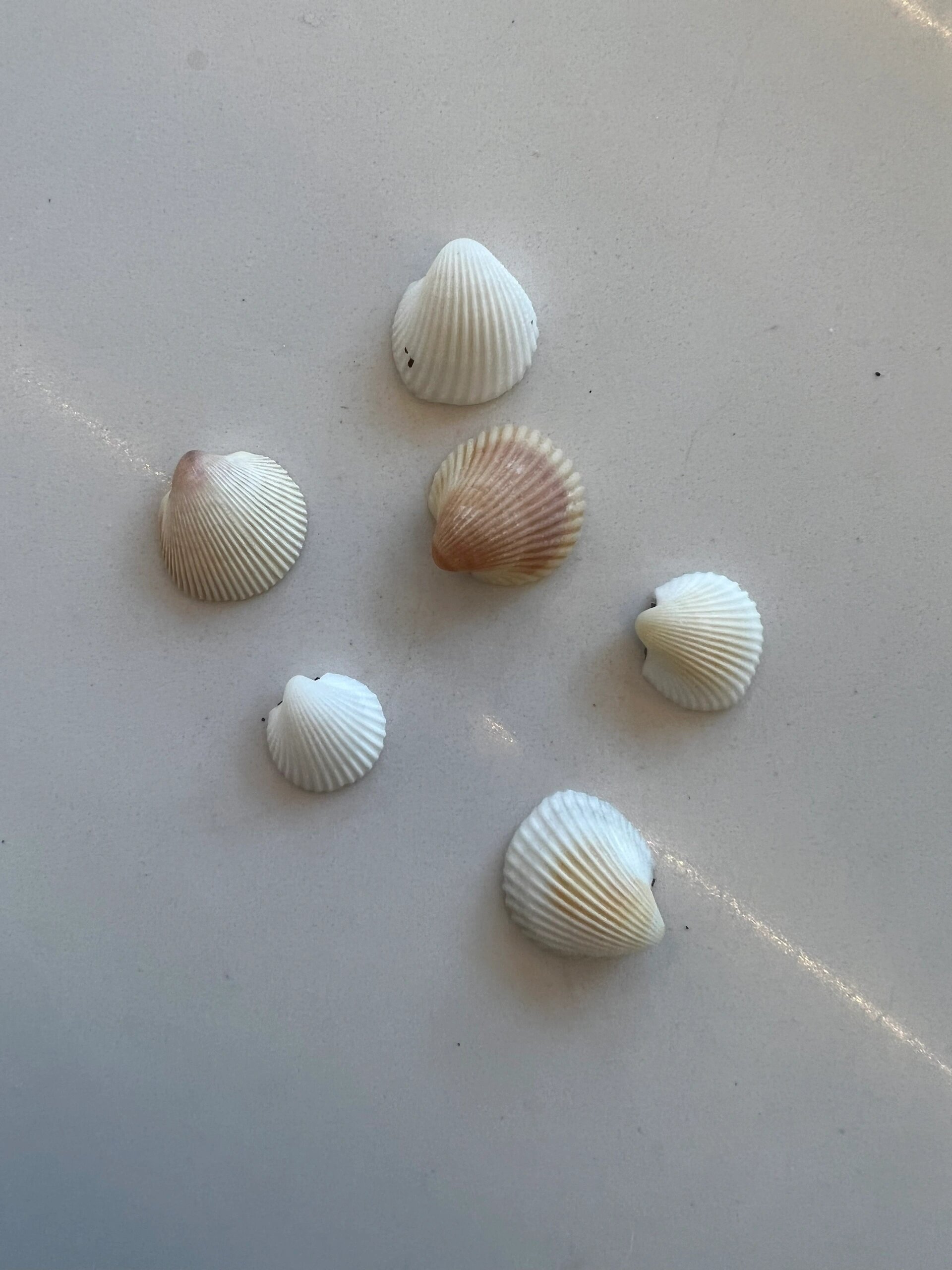 沙币海胆 感谢小红书的姐妹让我实现沙币海胆自由