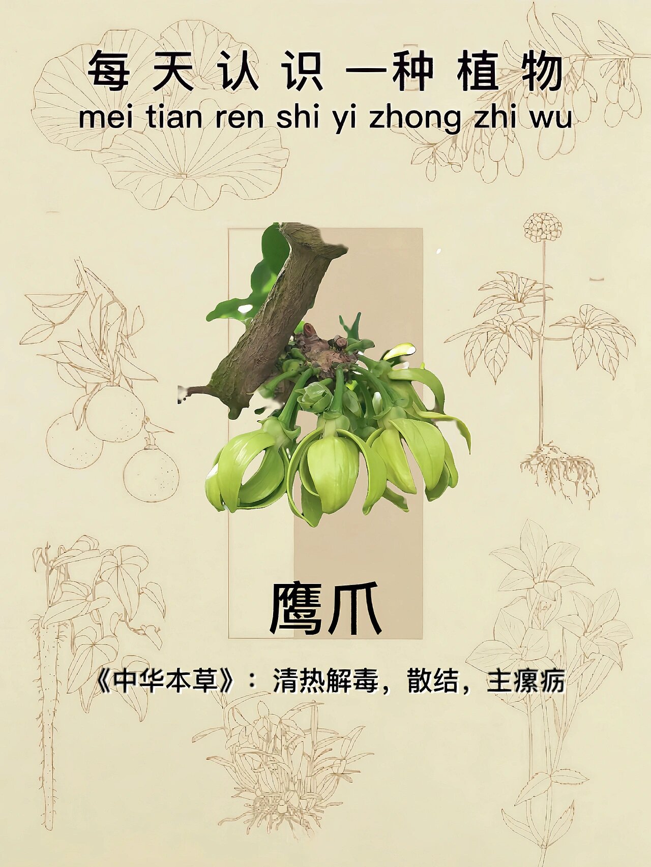 每天识一植物