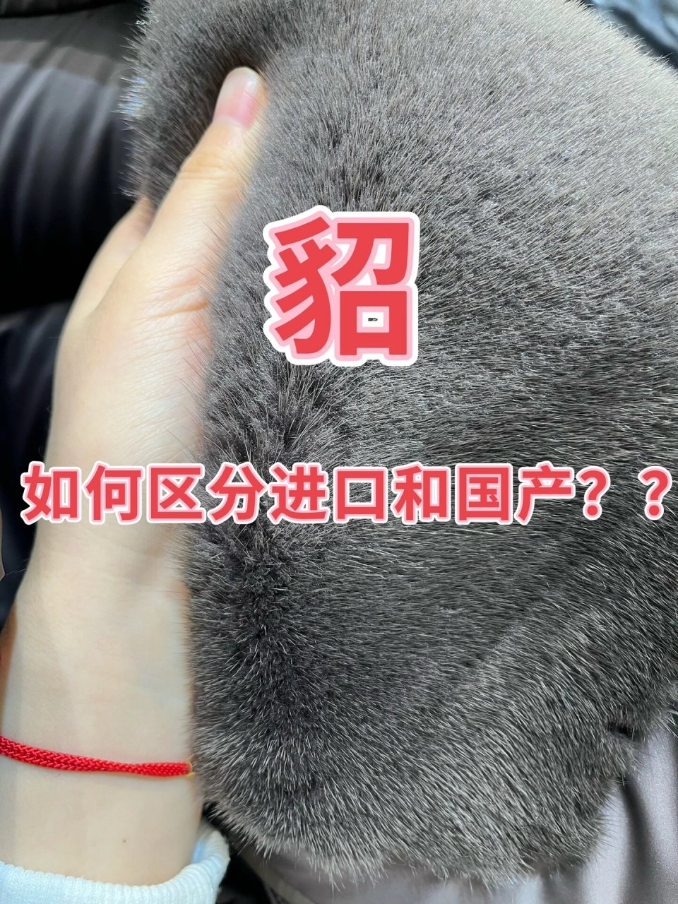 如何区分进口貂和国产貂717171 很多小伙伴想要买貂,但是又不