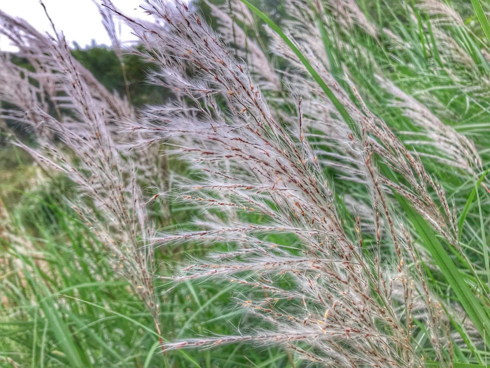甜根子草 深秋 去山野听风 去看如雪的甜根子草 那是秋天写在大地上的