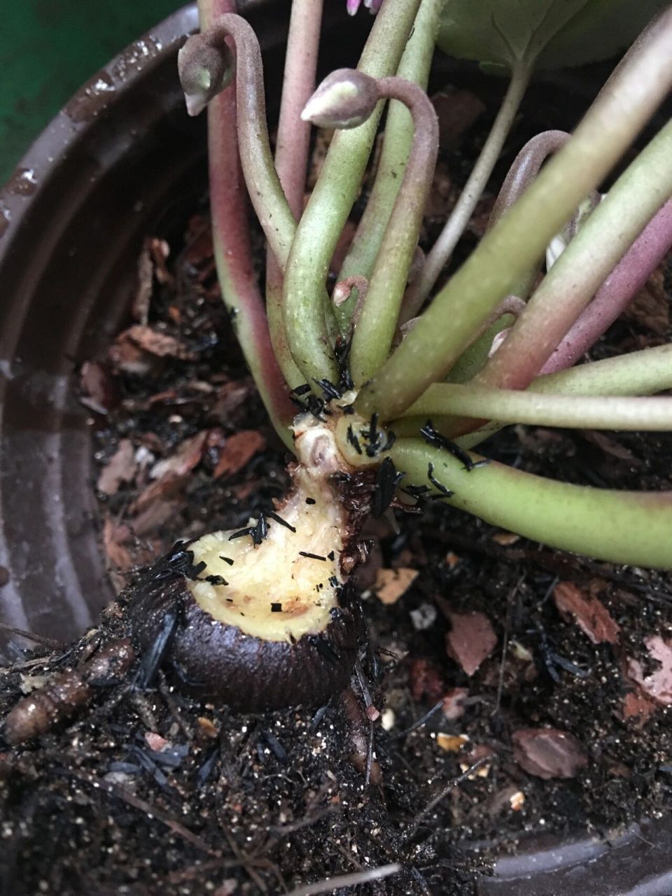 仙客来球根烂了,这样处理看能不能活 这几天看仙客来叶子持续变软变黄