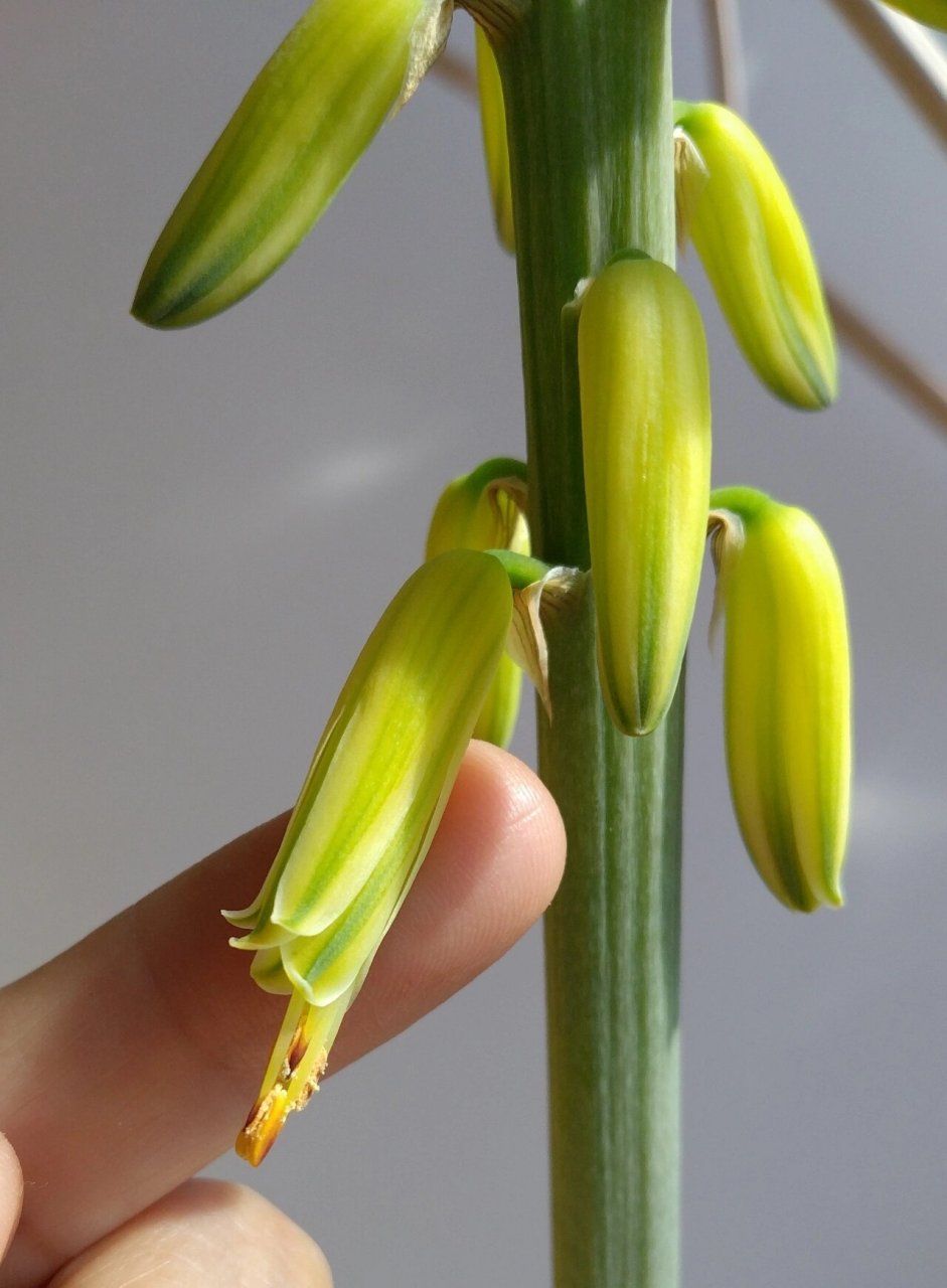 芦荟花资料图片