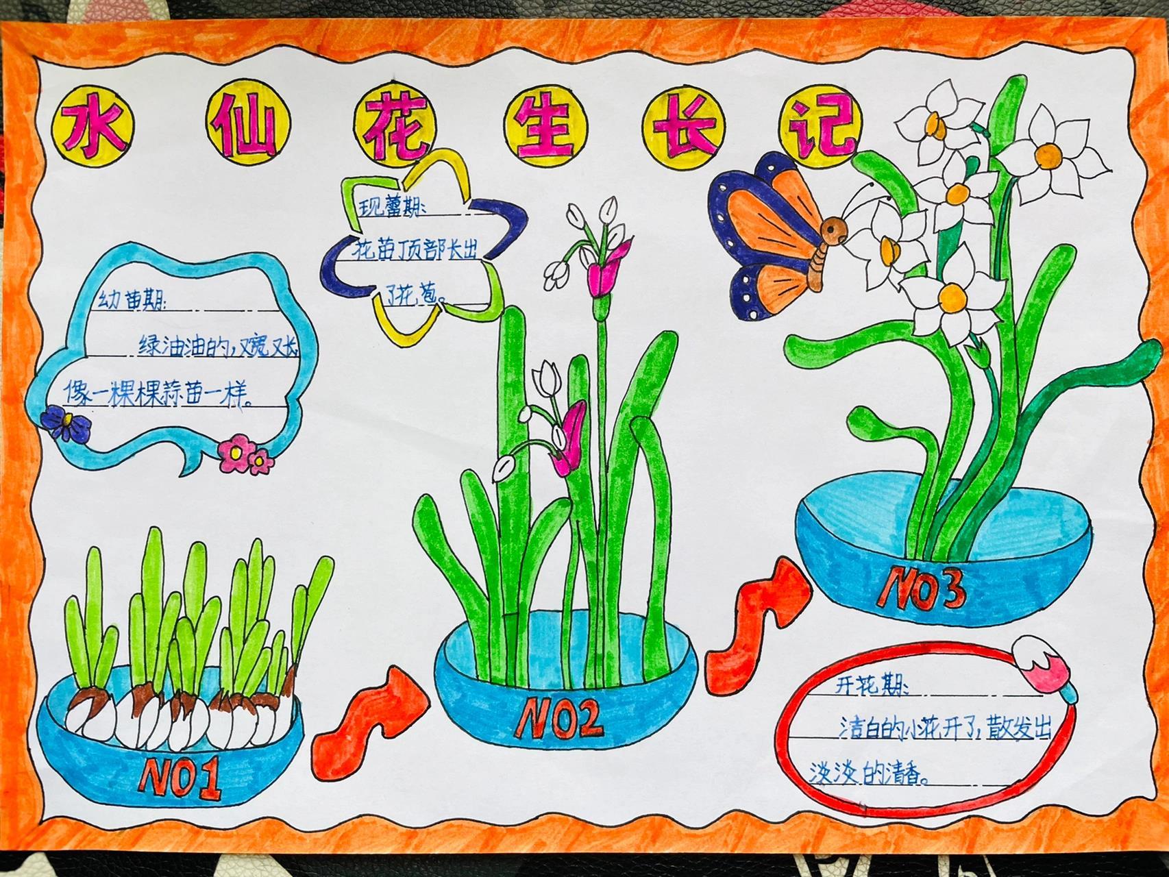 三年级孩子的手抄报《植物生长过程》97 献给3.