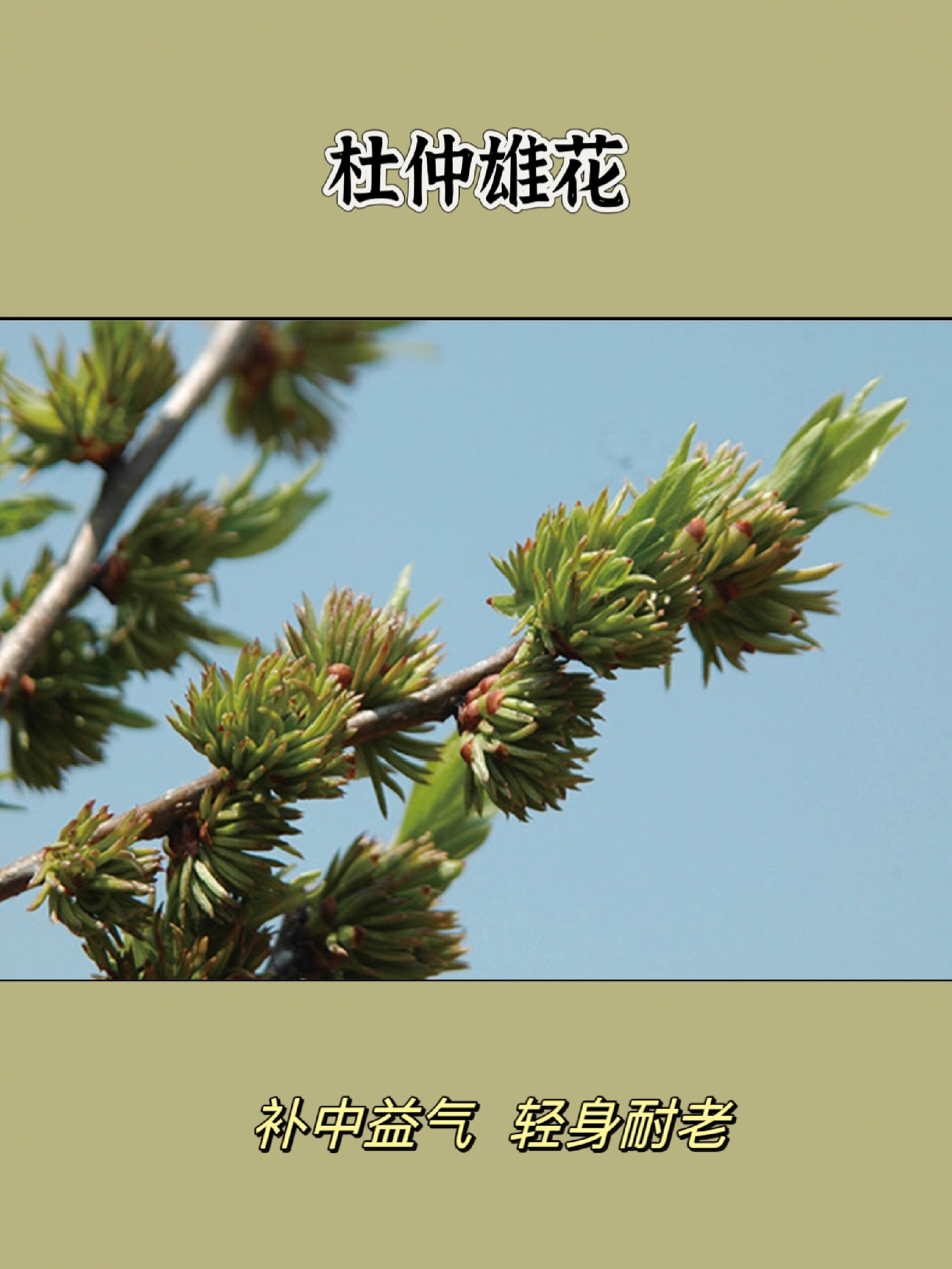 春日赏花——杜仲雄花 杜仲雄花为雄杜仲树开的花,味甘,性温.
