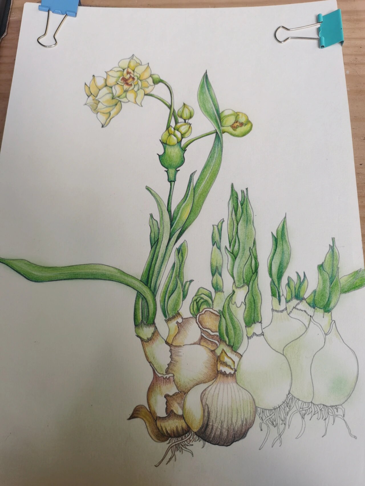 彩铅植物小插画 水仙花 三两片碧叶