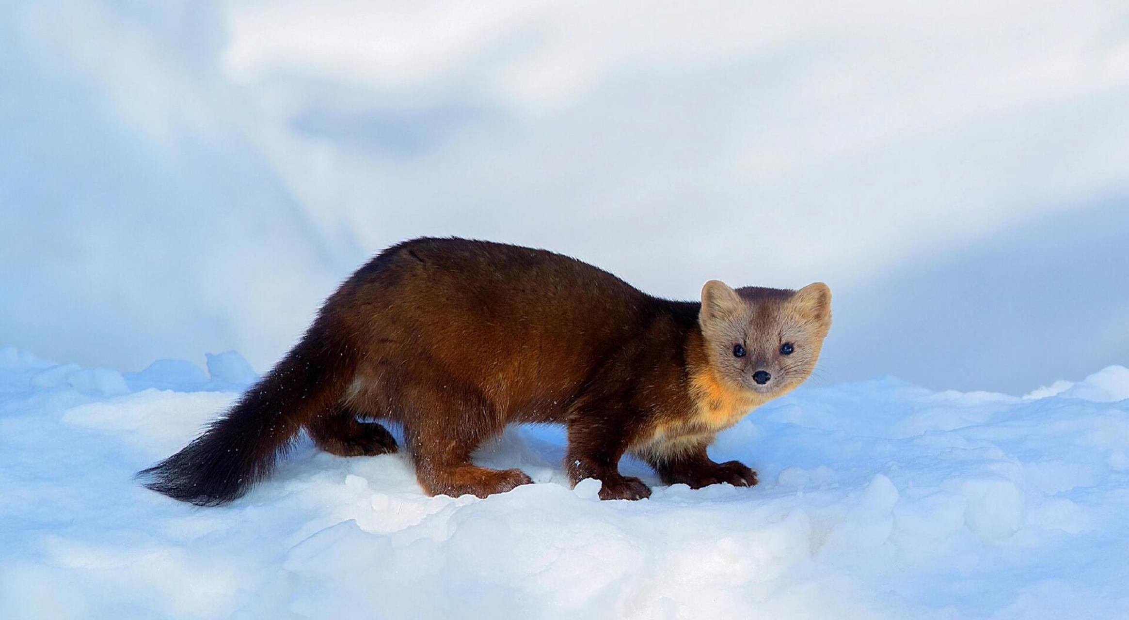 每天了解一种动物|紫貂 91中文名:紫貂 91拉丁学名:martes