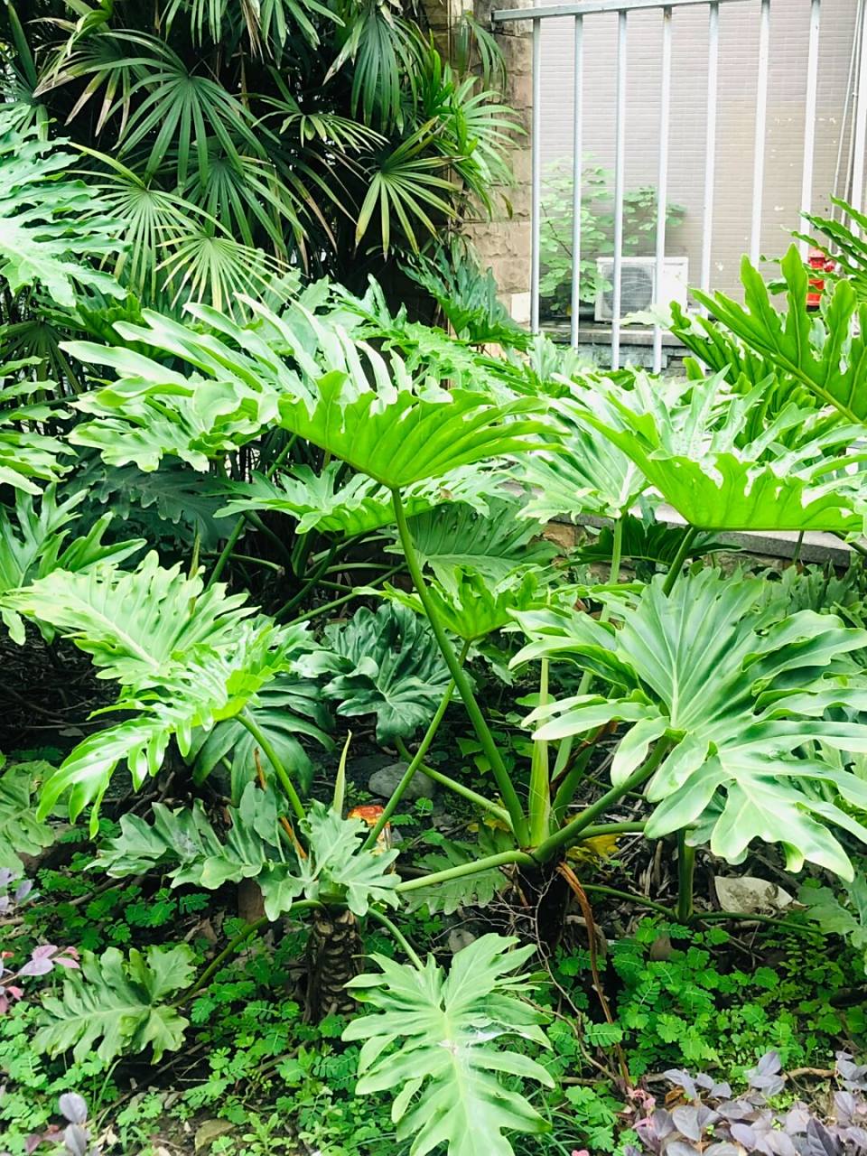 绿化带春羽,弄回去怎么养❓现场等你们支招 一直喜欢龙鳞春羽, 最近