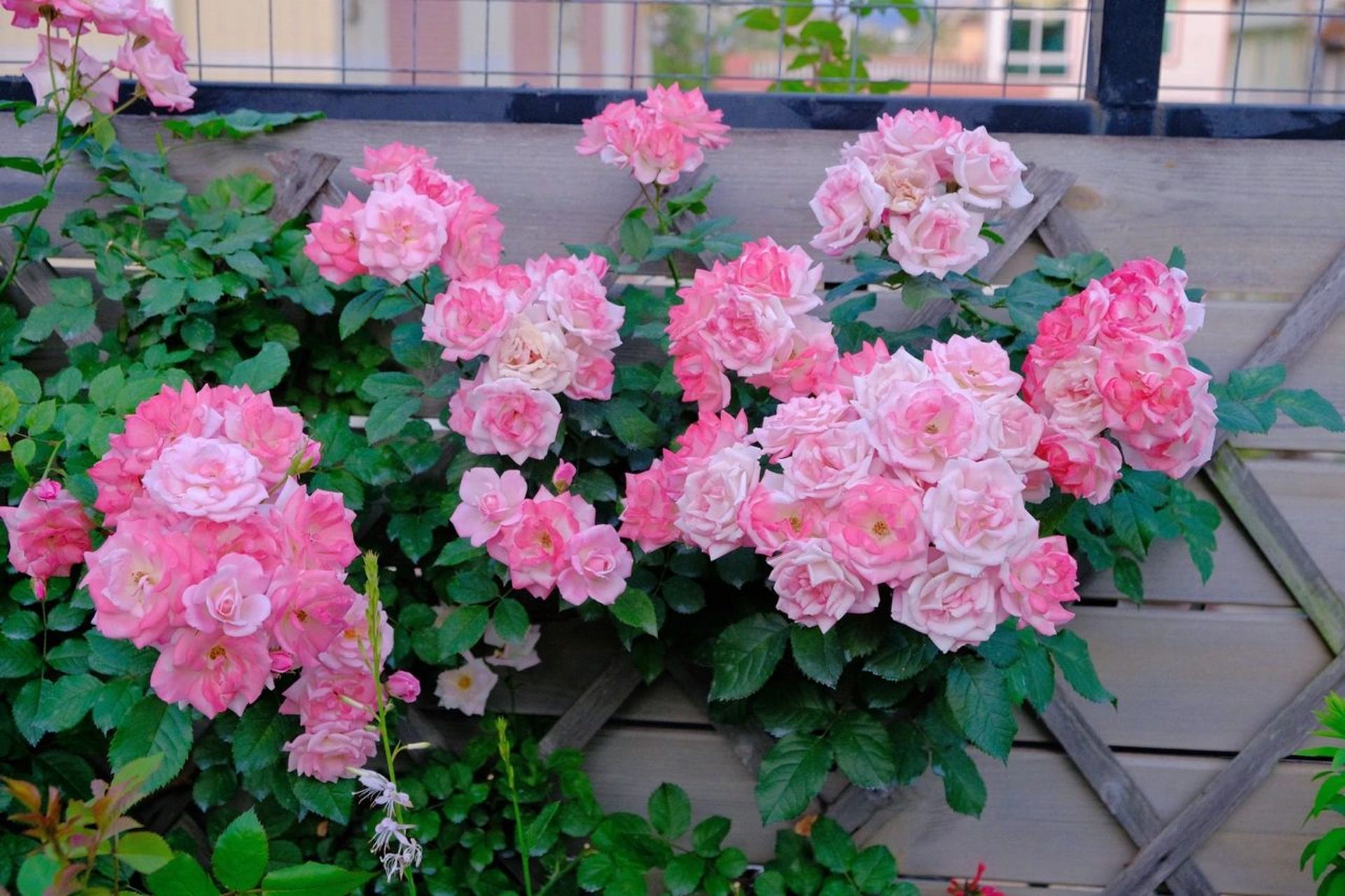 花名:樱霞 98花名:樱霞 →藤本月季,群开花量大,长势非常快,非常