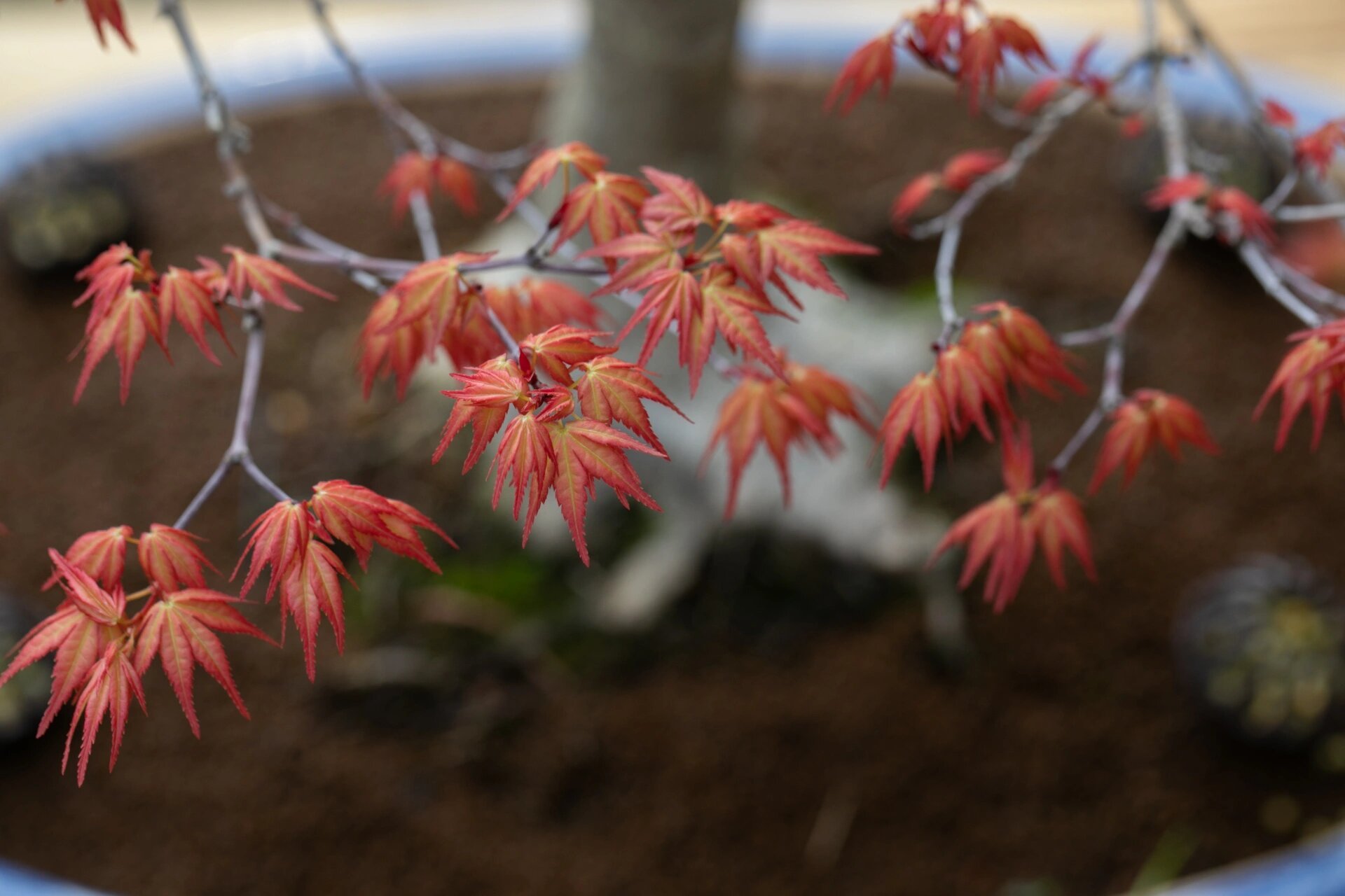 枫树红千鸟 喜欢枫树的飘逸和四季赋予它的色彩,这是我第一棵枫树