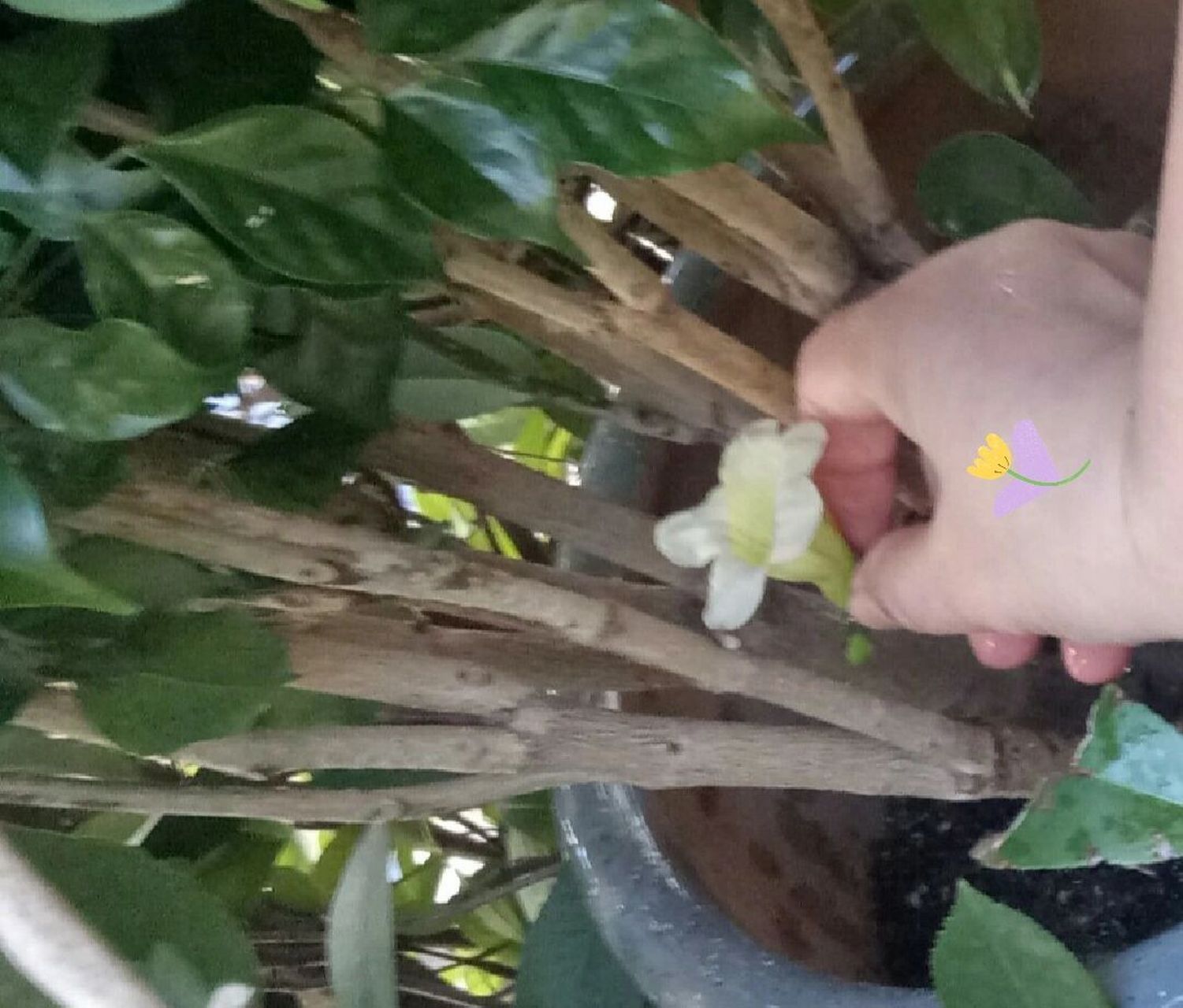 千年一遇元宝树开花喽,花花真的很漂酿 也祝大家好运哦,心想事成,高居