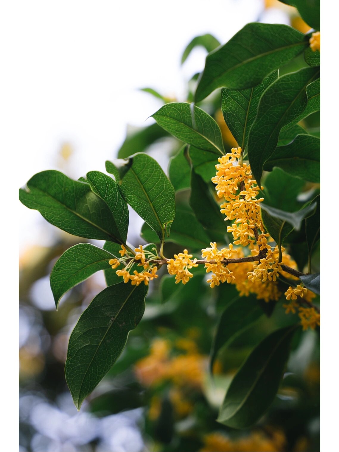 桂花又称木樨花,是杭州的市花,当下满城金桂芬香四溢,不愧钱塘三秋桂