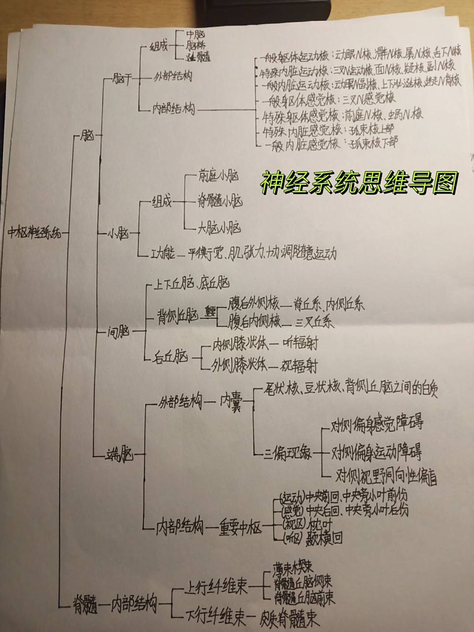 神经系统思维导图