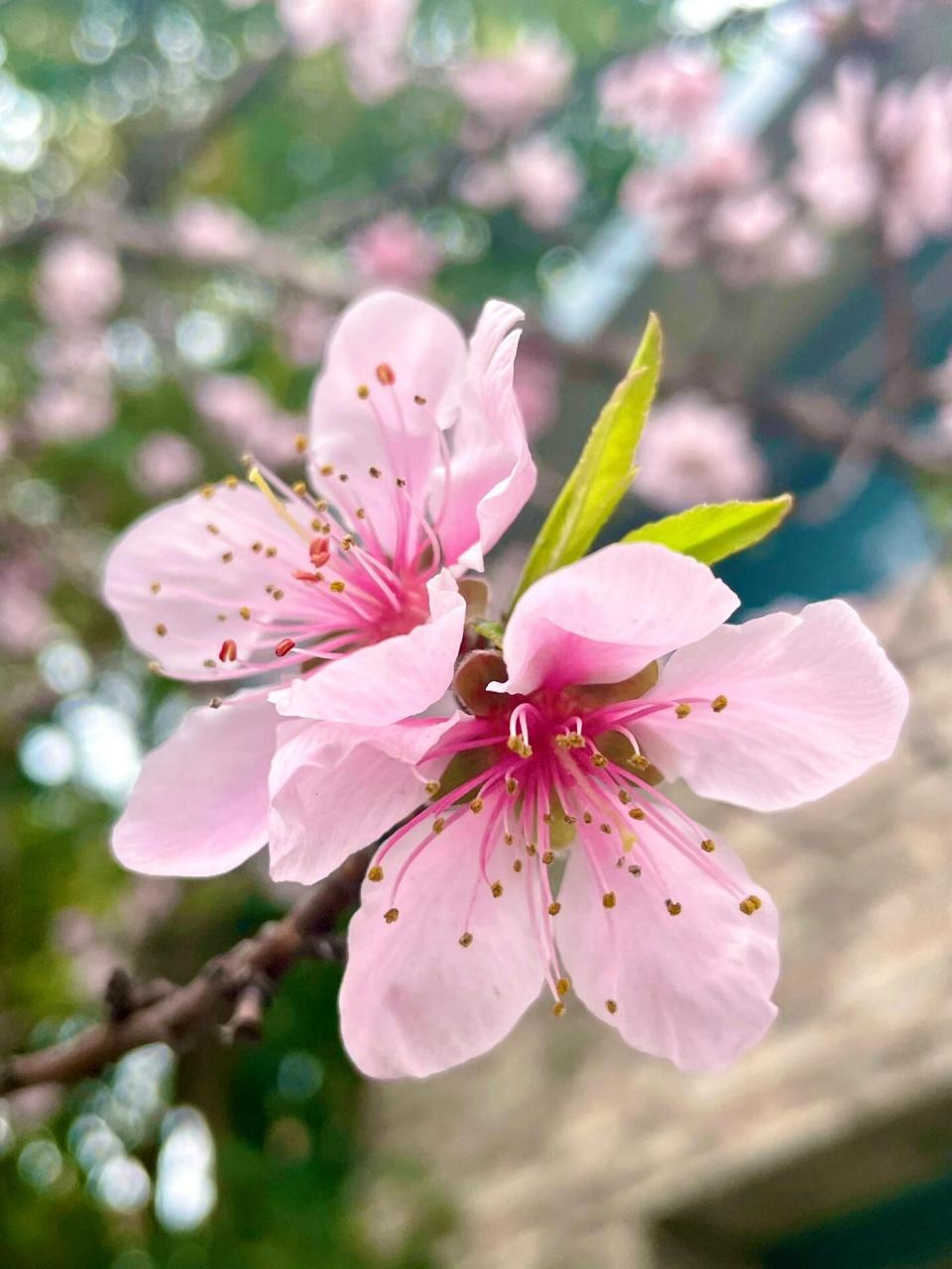 摄影桃花照片取名图片