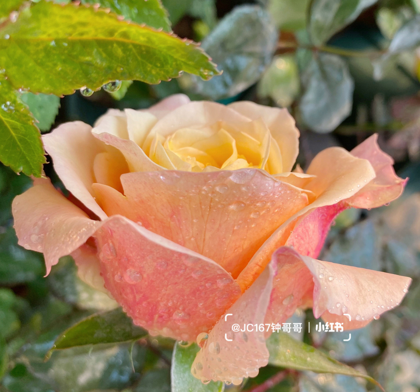 实拍|悠悠 月季:悠悠 大切花,几乎无香味,耐开 #月季