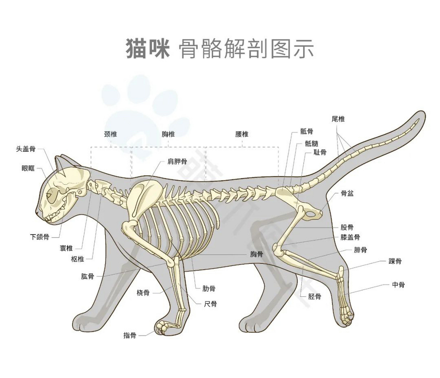 猫的骨骼结构图及名称图片