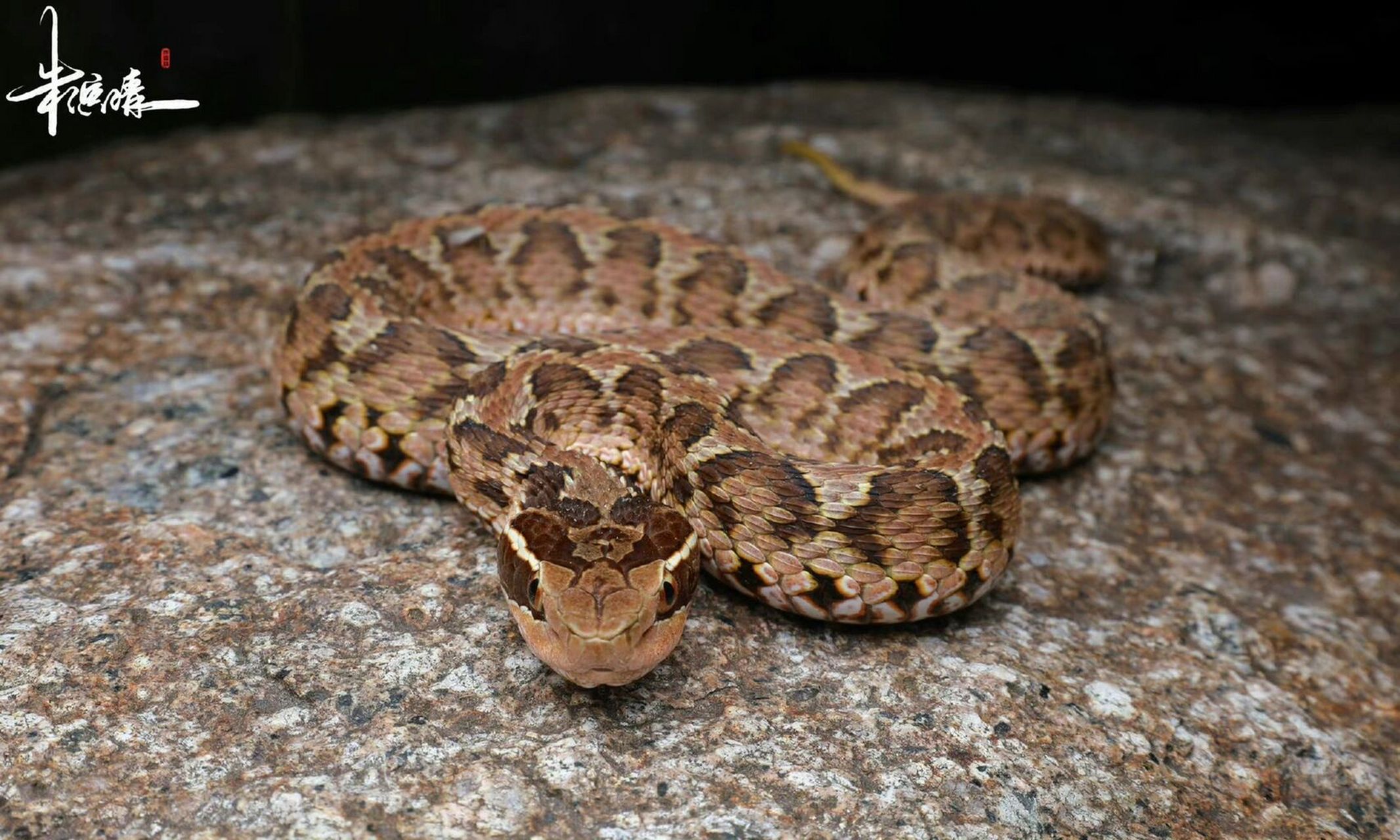 短尾蝮 分享 扬州地区的短尾蝮gloydius brevicaudus 算是在苏北地区