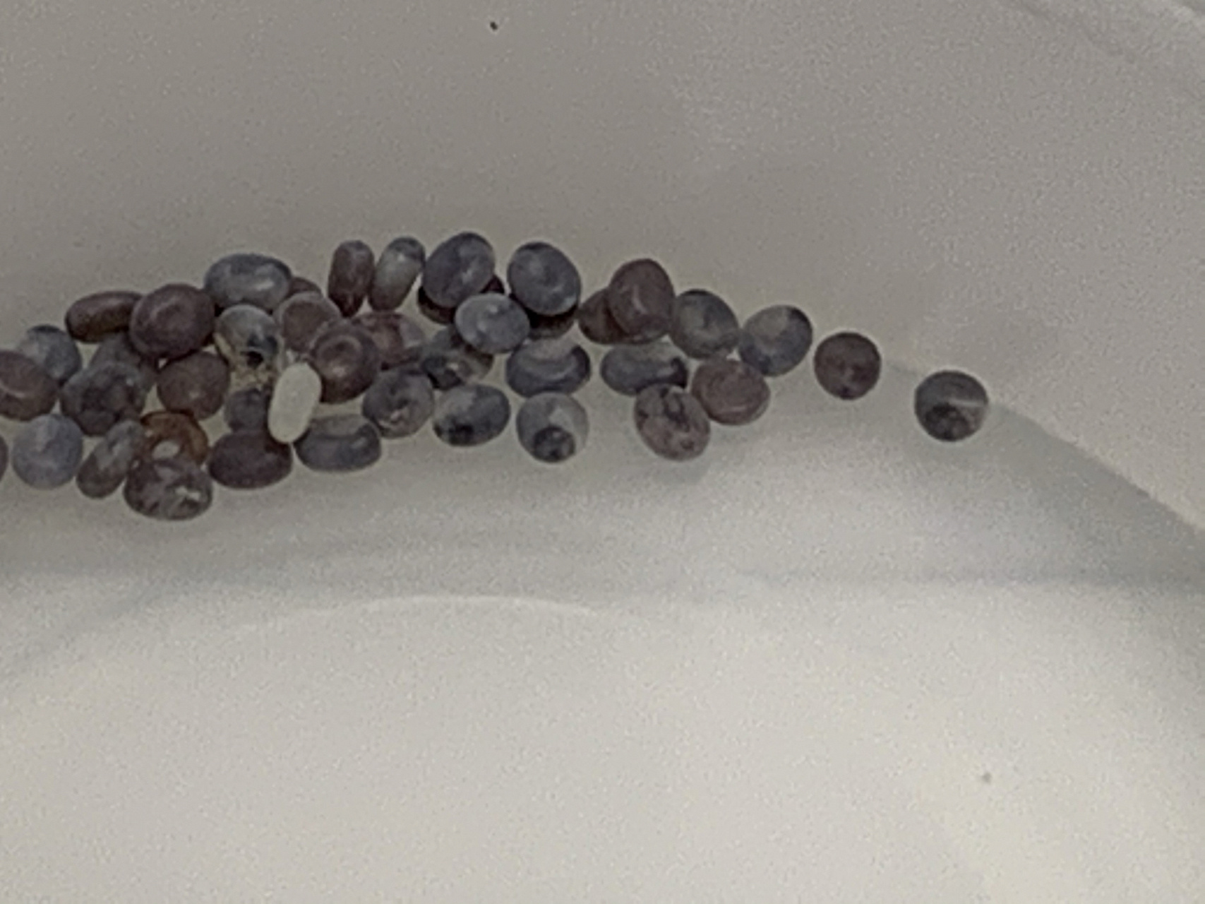 蚕卵经过点青,变灰色,再孵化出来蚕宝宝,历时十一天.