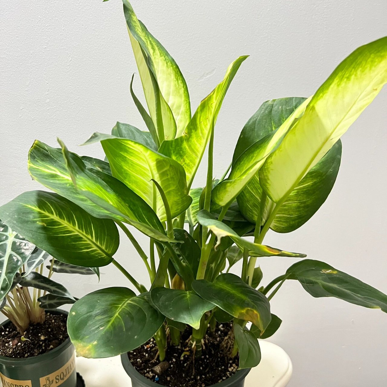 粉黛万年青花盆下面垫一水盘,使水分不断地从小孔中浸入土壤,使盆土