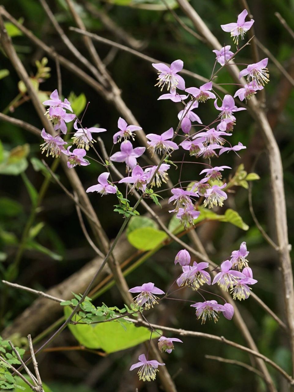 川西植物54 - 偏翅唐松草 偏翅唐松草 thalictrum delavayi 毛茛科唐
