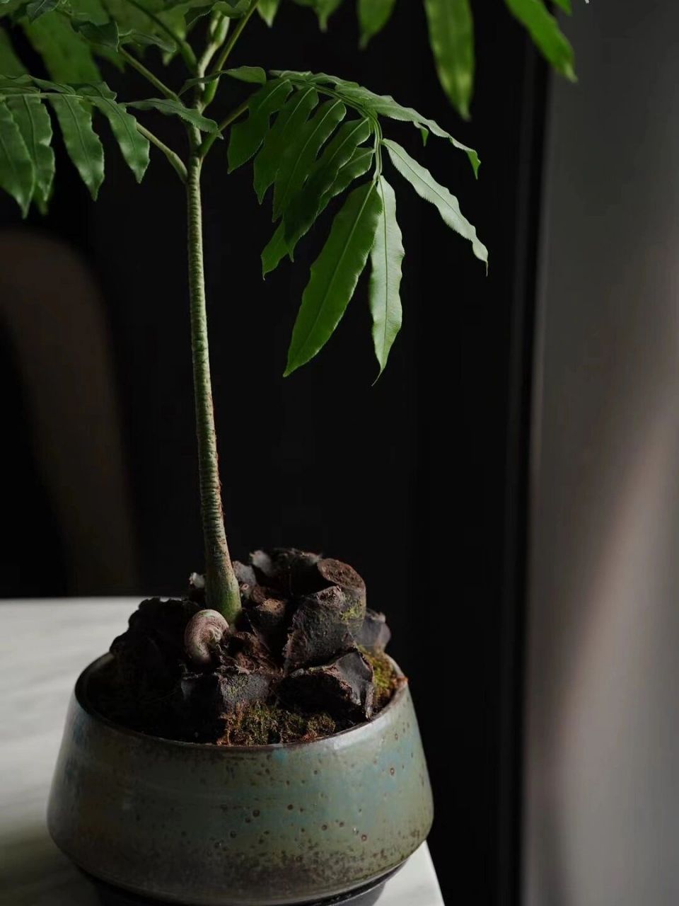观音坐莲蕨|适合懒人的高颜值的室内植物 适合懒人 适合室内 颜值超高
