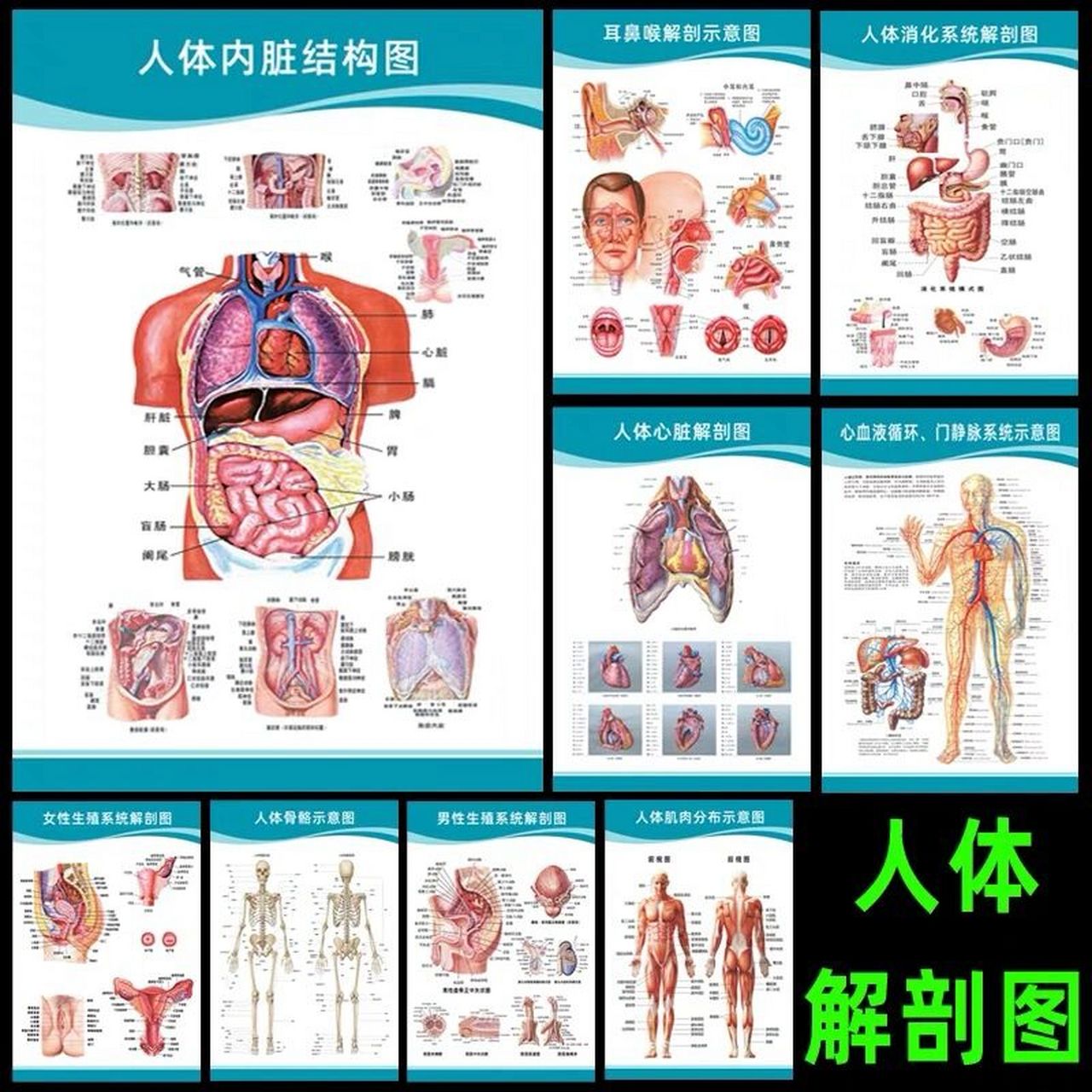 人体解剖图示意图解