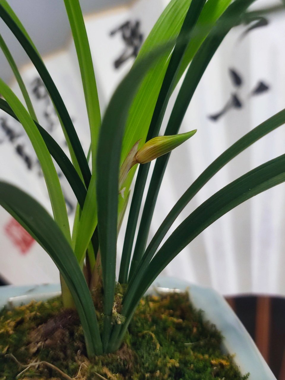 兰花～建兰【御品红梅】 期待