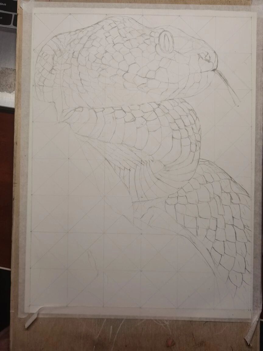 彩铅画一条大蛇