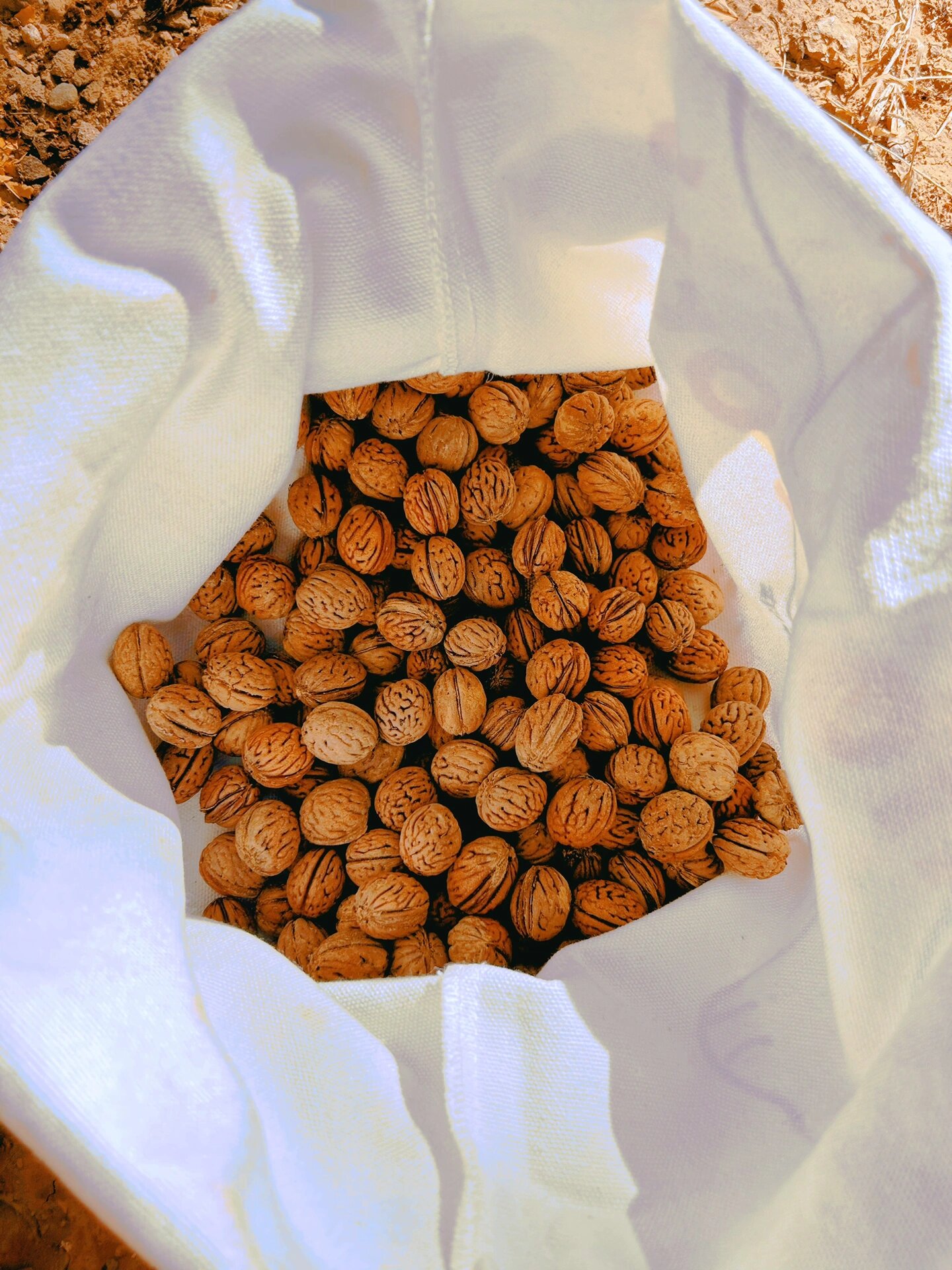 纯野生山桃核手串diy75真的开心坏了7515