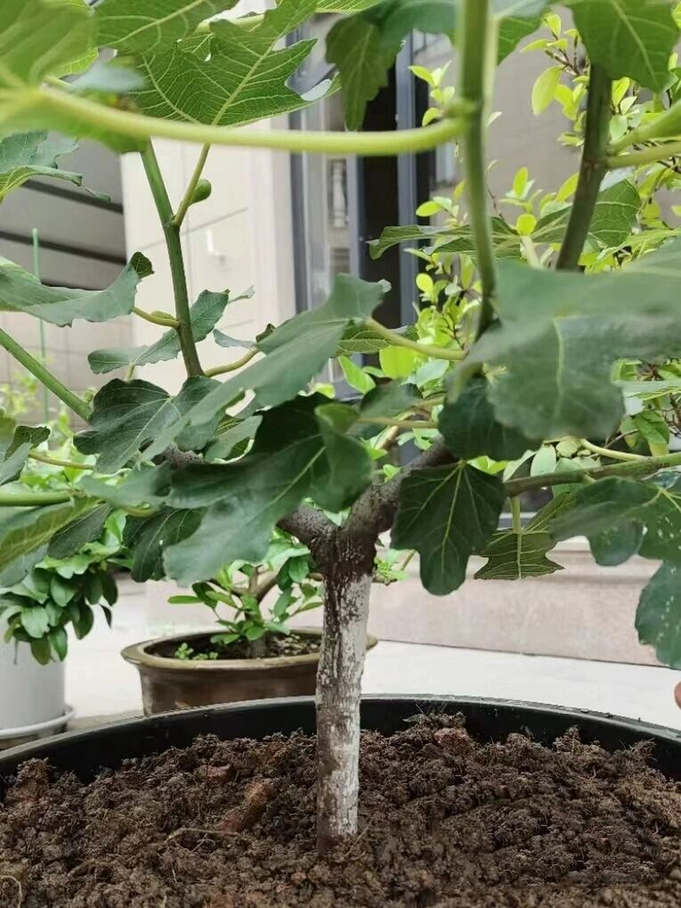 无花果盆栽各种树型介绍 家庭盆栽无花果既为吃果也可作为盆景观赏,更