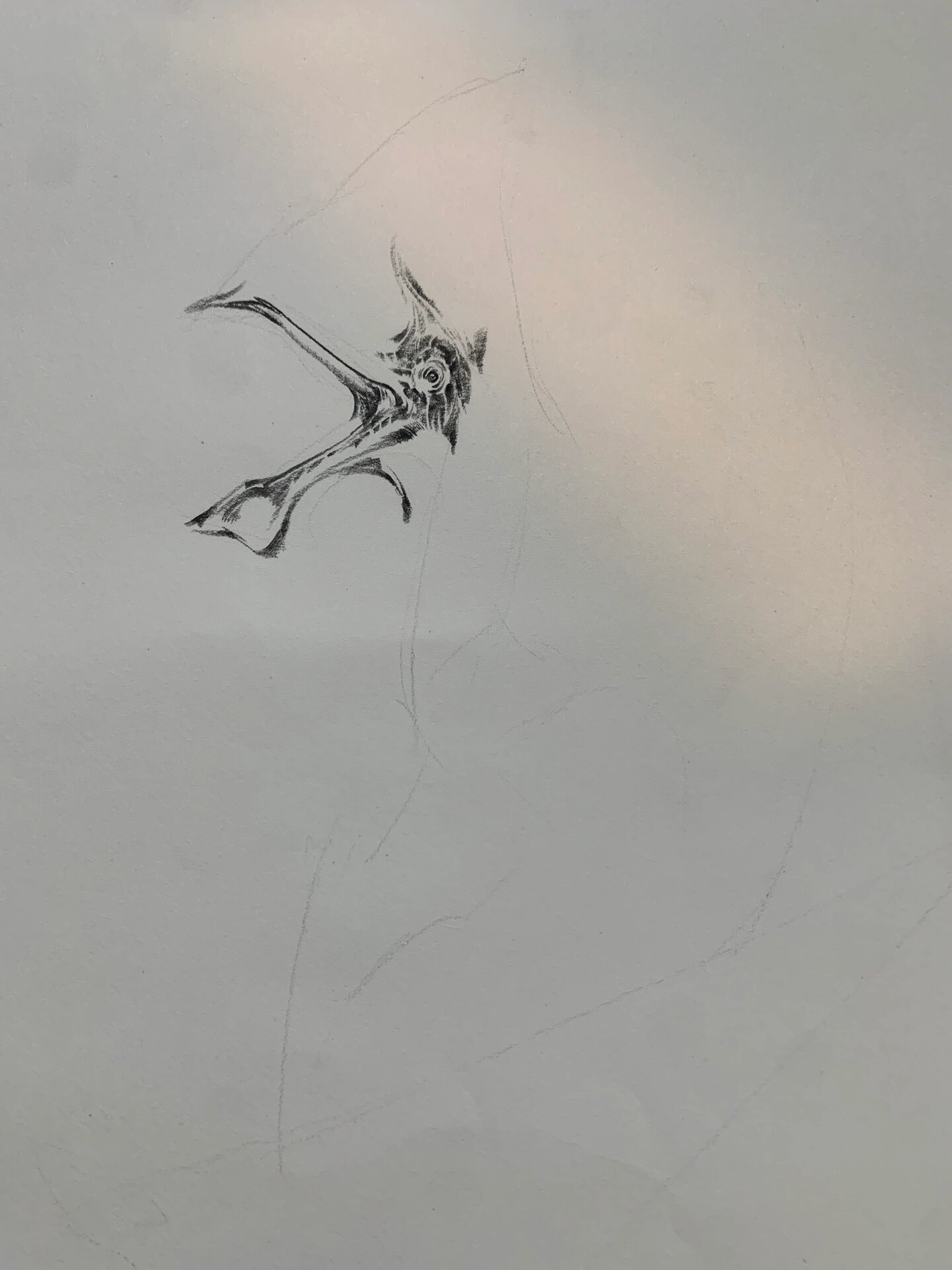 一天画一只恐龙 雷神翼龙