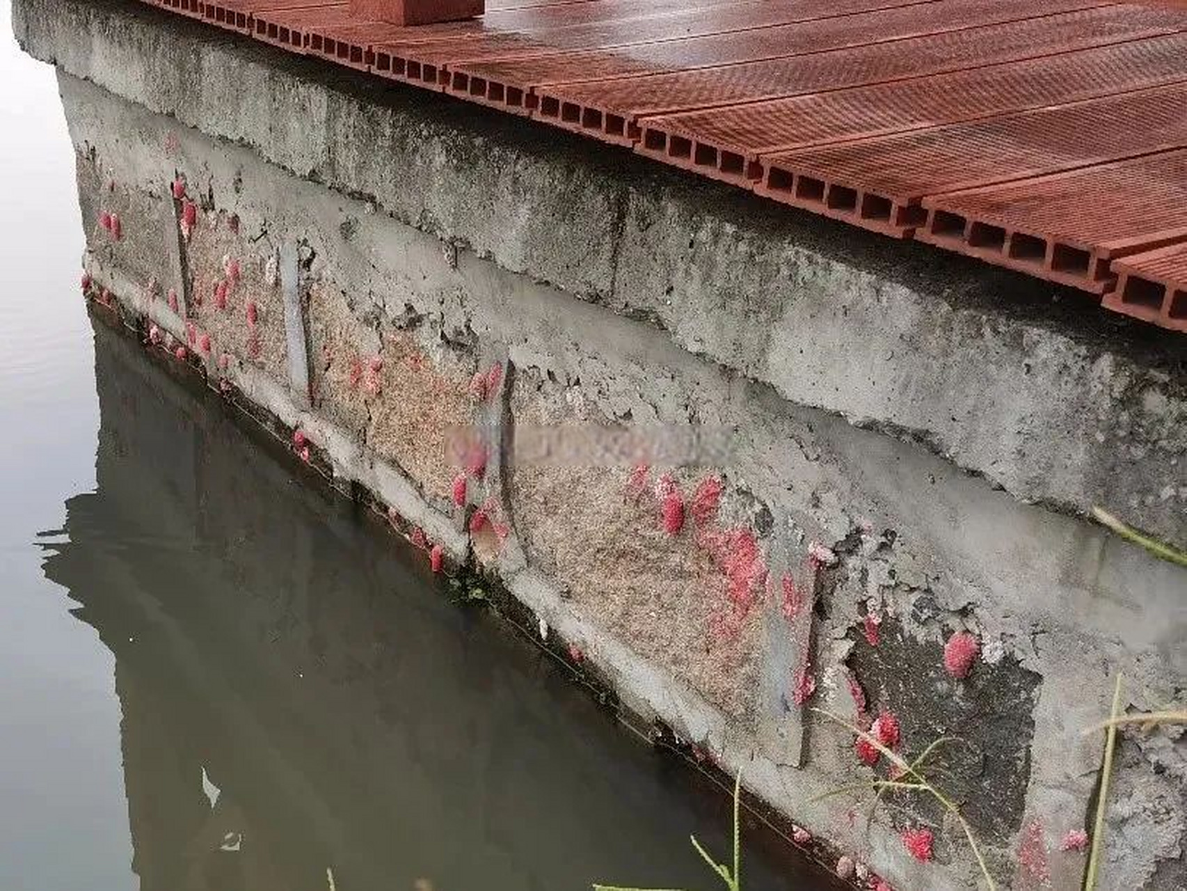 【警惕福寿螺:从美味到威胁】 四,广州管圆线虫病的防治  福寿螺作为