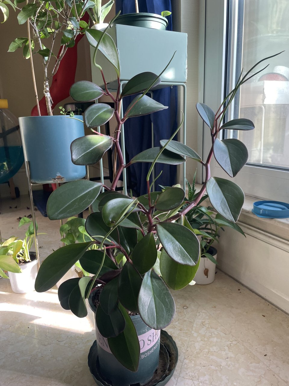 疯长的圆叶椒草 养了五六年今天才知道它叫什么这个花就是这跟细长的