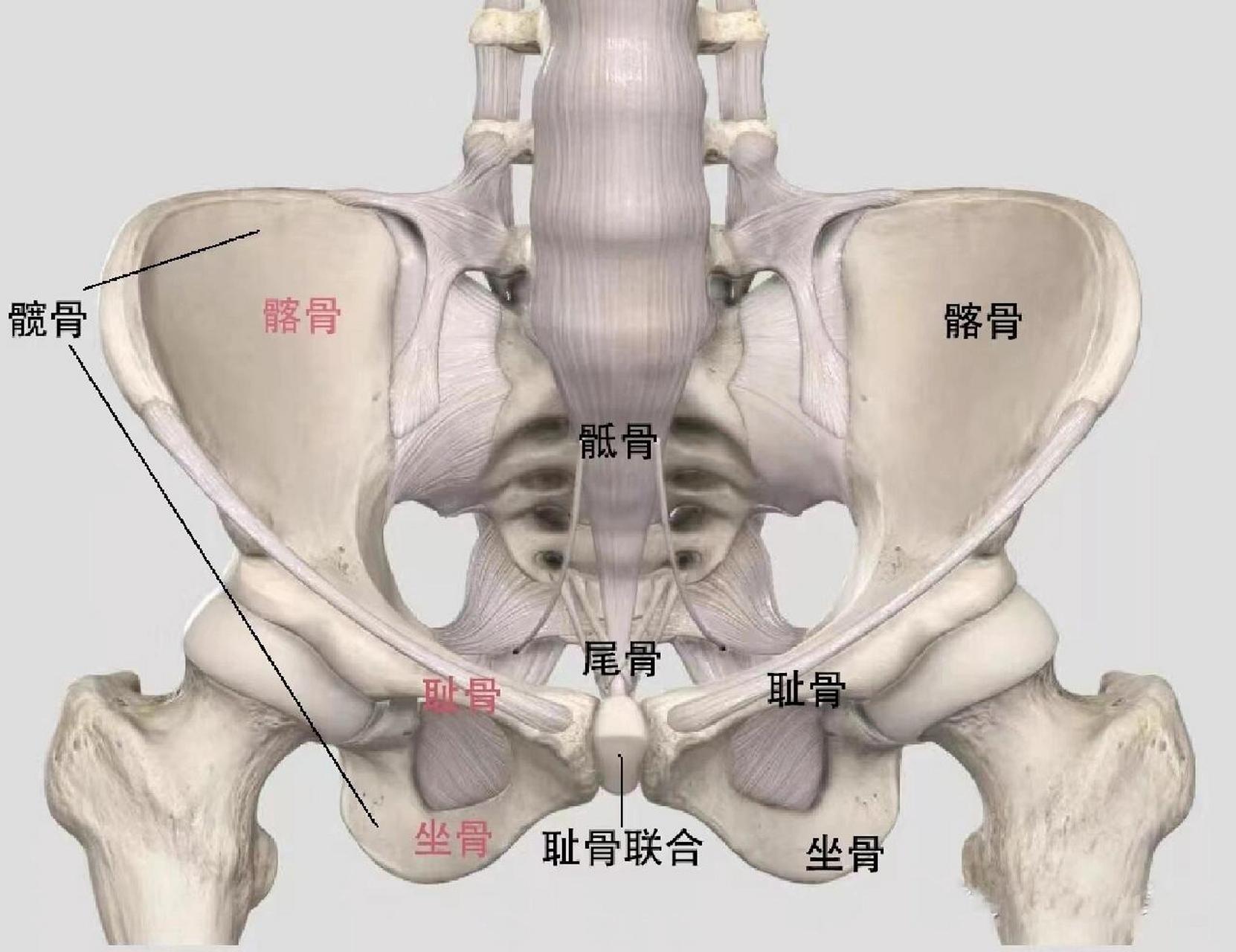 骨盆是由骸骨,尾骨和两块骸骨(由骼骨,坐骨及耻骨融合而成)所组成